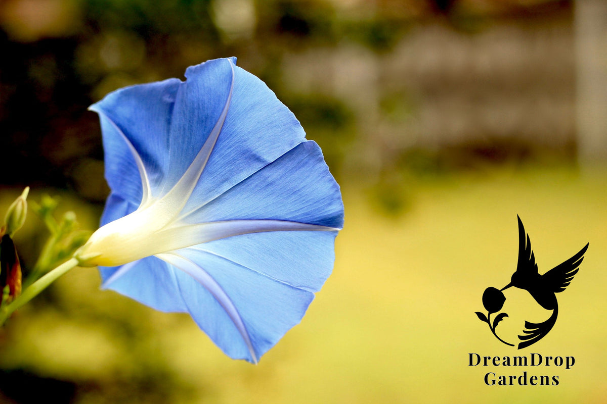 Heavenly Blue morning glory flower, sky-blue trumpet with a white throat, close-up in side view