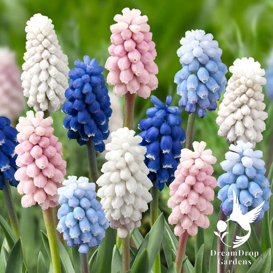 Muscari - Grape Hyacinth - Blushing Mix — DreamDrop Gardens photo 1