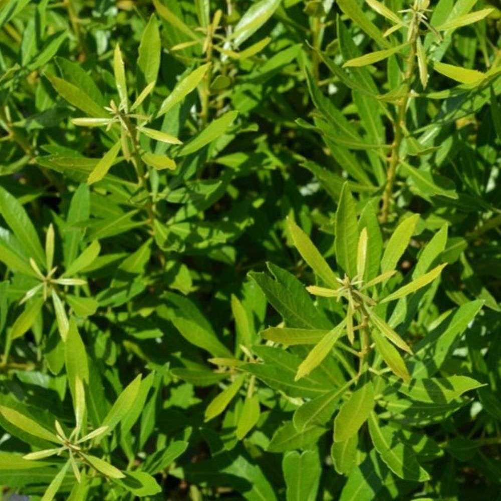Southern Wax Myrtle - BAYSIDE BONITO