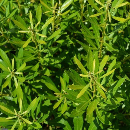 Southern Wax Myrtle - BAYSIDE BONITO