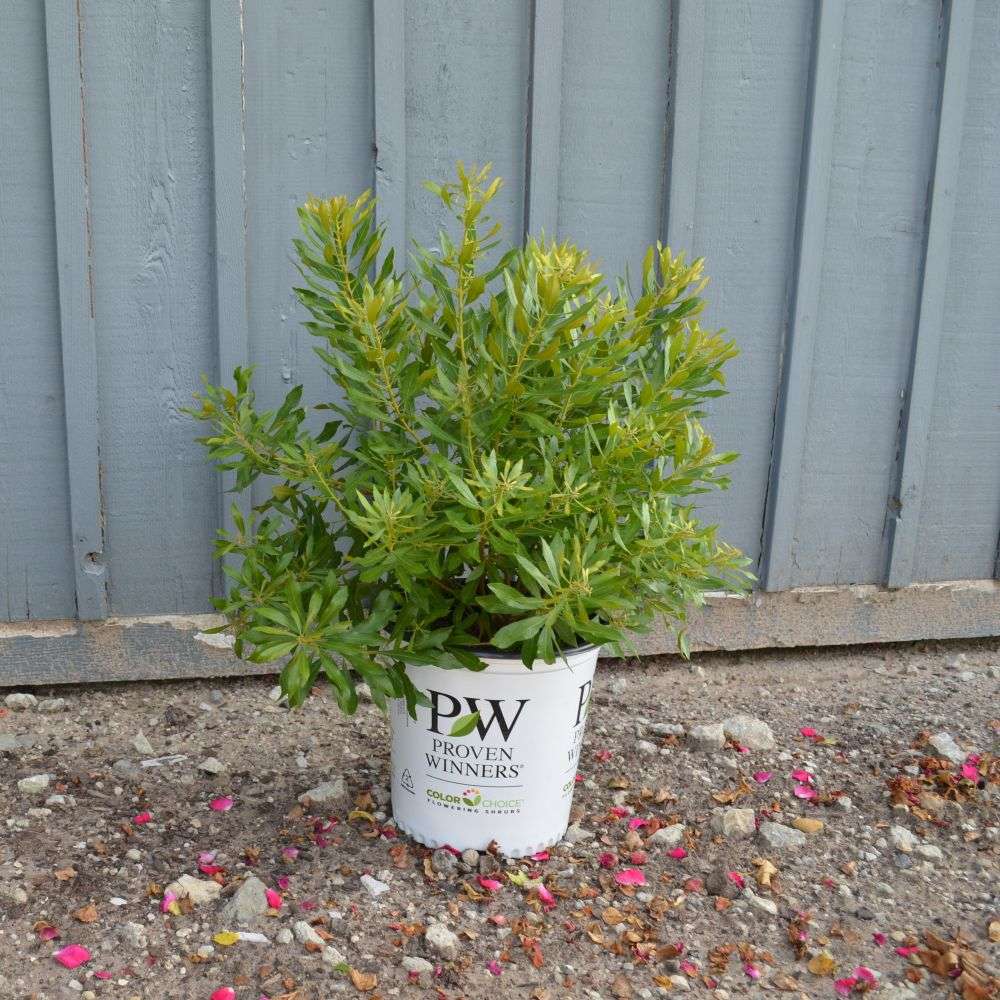 Southern Wax Myrtle - BAYSIDE BONITO