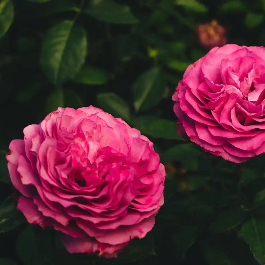 Rose - Navy