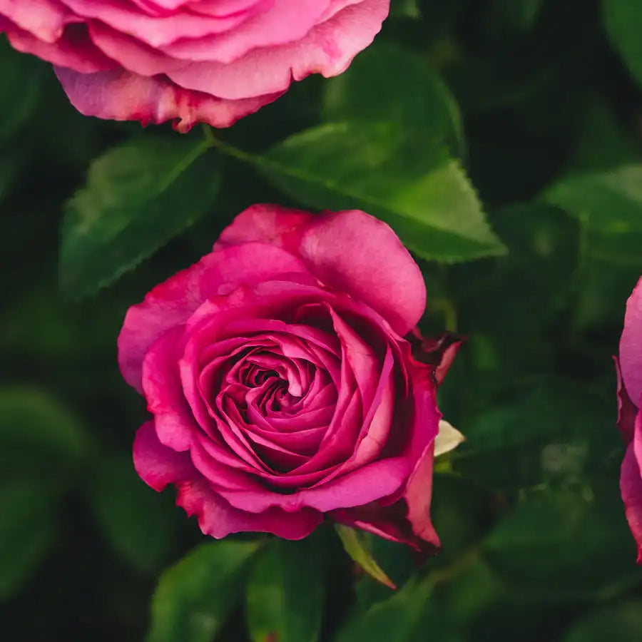 Rose - Navy