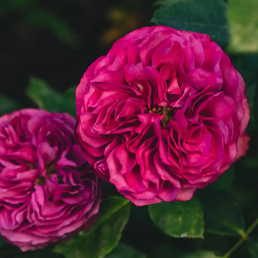Rose - Navy