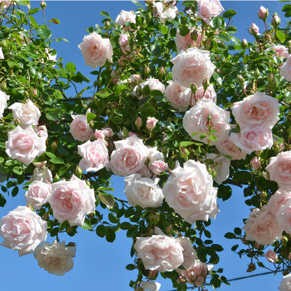 Rose - Climbing - New Dawn