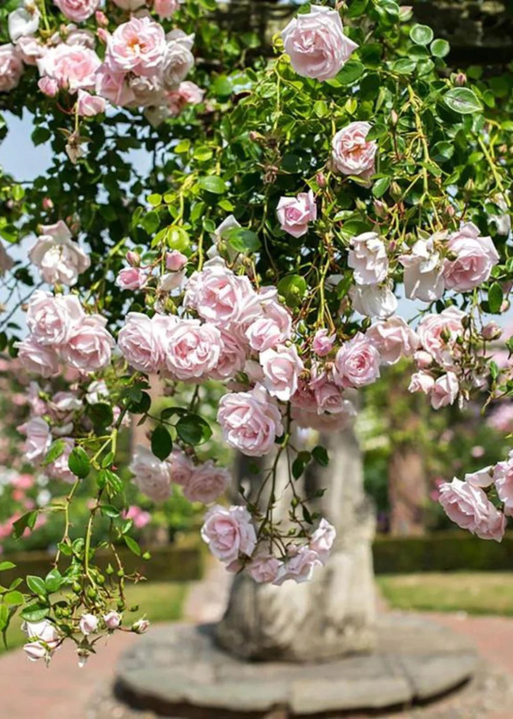 Rose - Climbing - New Dawn