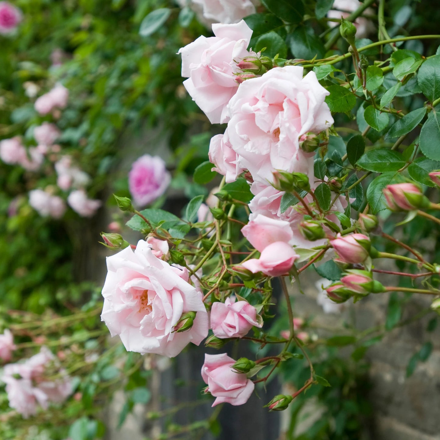 Rose - Climbing - New Dawn