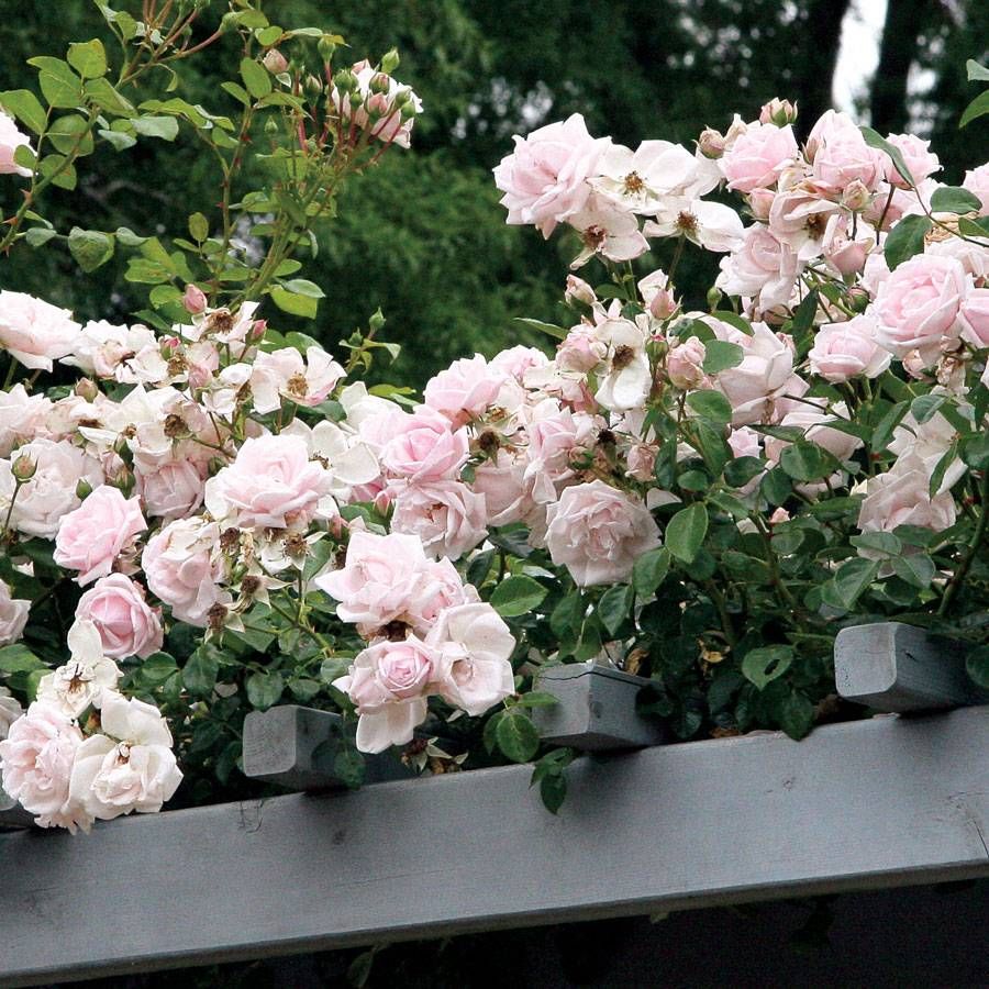 Rose - Climbing - New Dawn