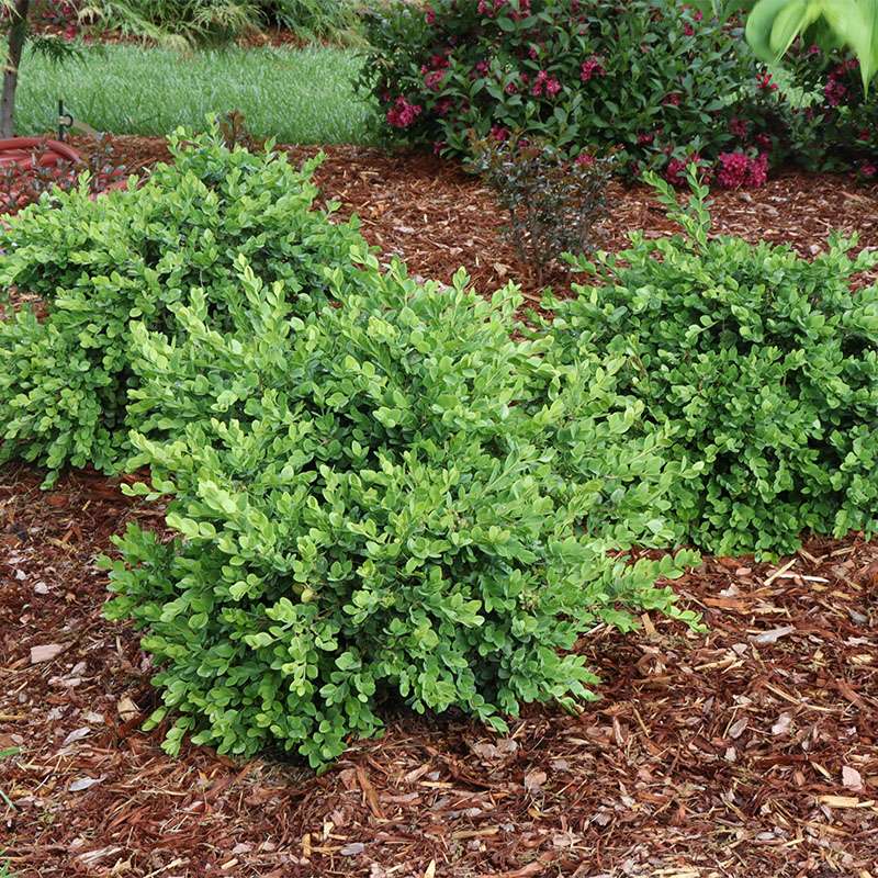 Boxwood - littleleaf - NEATBALL