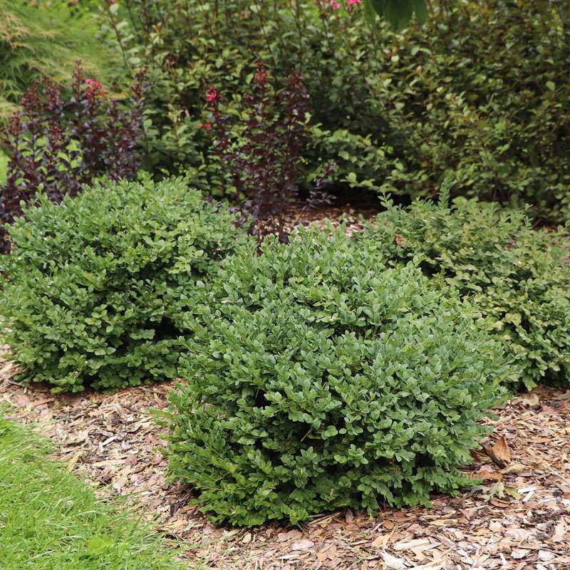 Boxwood - littleleaf - NEATBALL