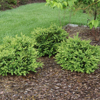 Boxwood - littleleaf - NEATBALL