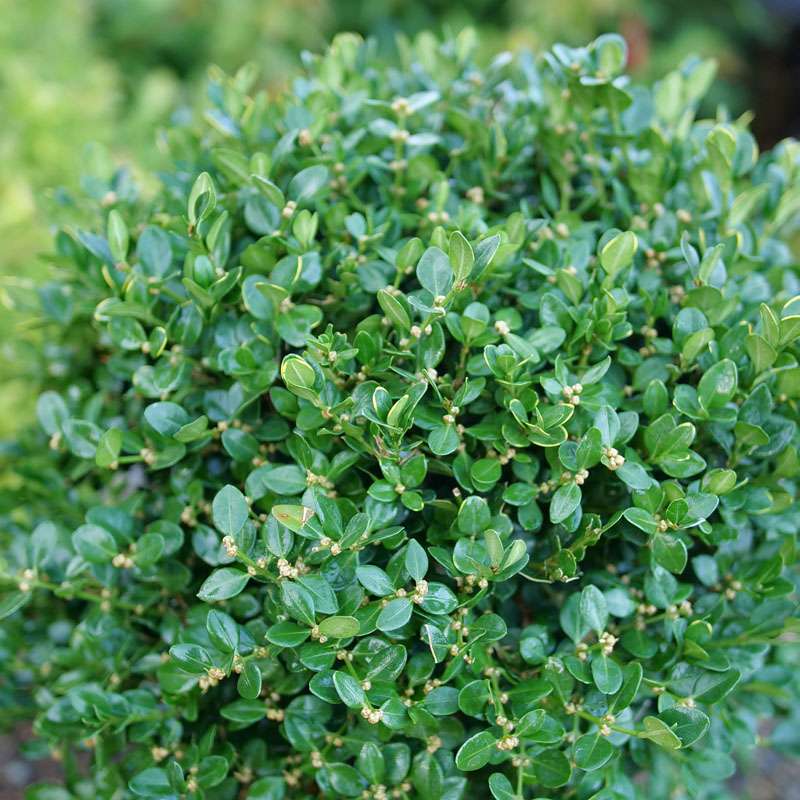 Boxwood - littleleaf - NEATBALL