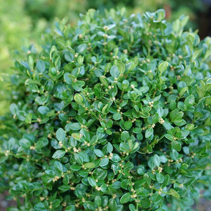 Boxwood - littleleaf - NEATBALL