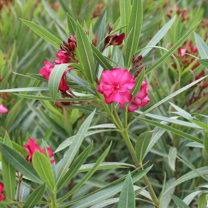 Oleander - ¡OLÉ! BICOLOR RED