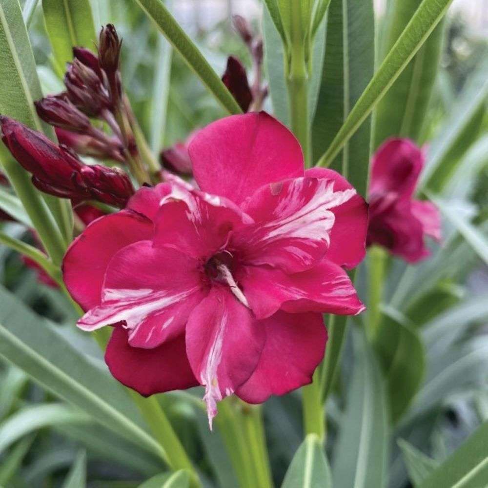 Oleander - ¡OLÉ! BICOLOR RED