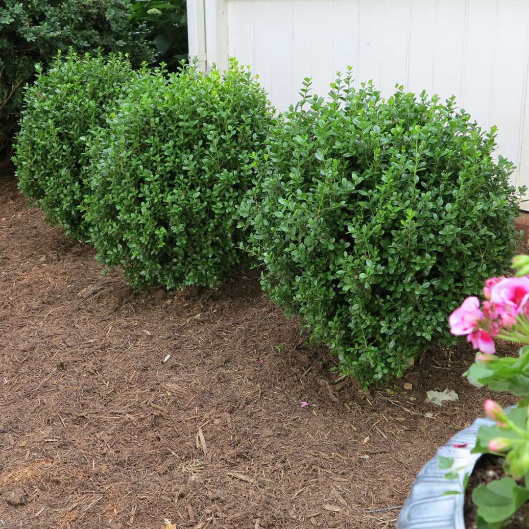 Boxwood - NEWGEN FREEDOM