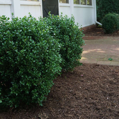 Boxwood - NEWGEN FREEDOM