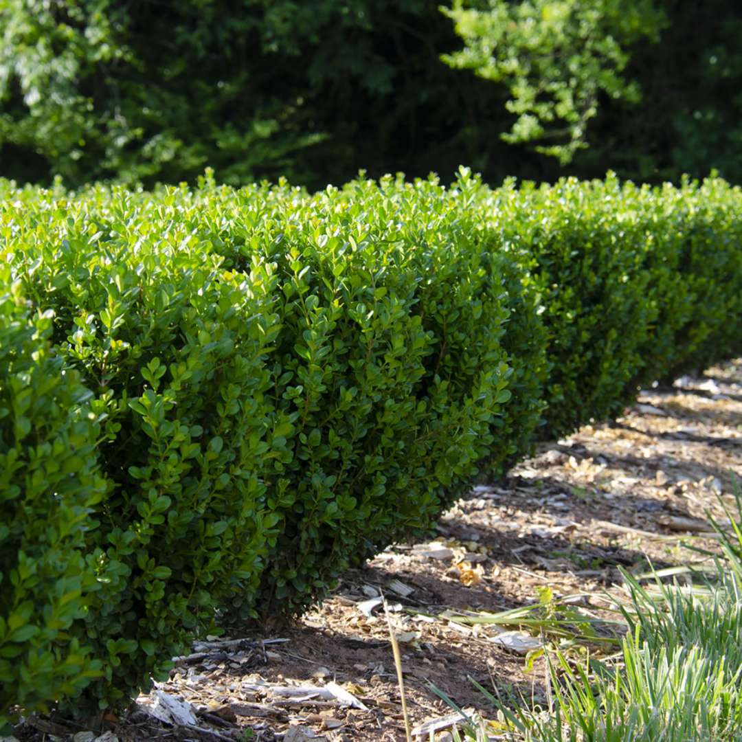Boxwood - NEWGEN FREEDOM