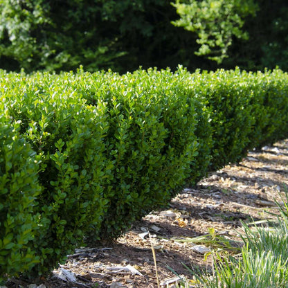 Boxwood - NEWGEN FREEDOM