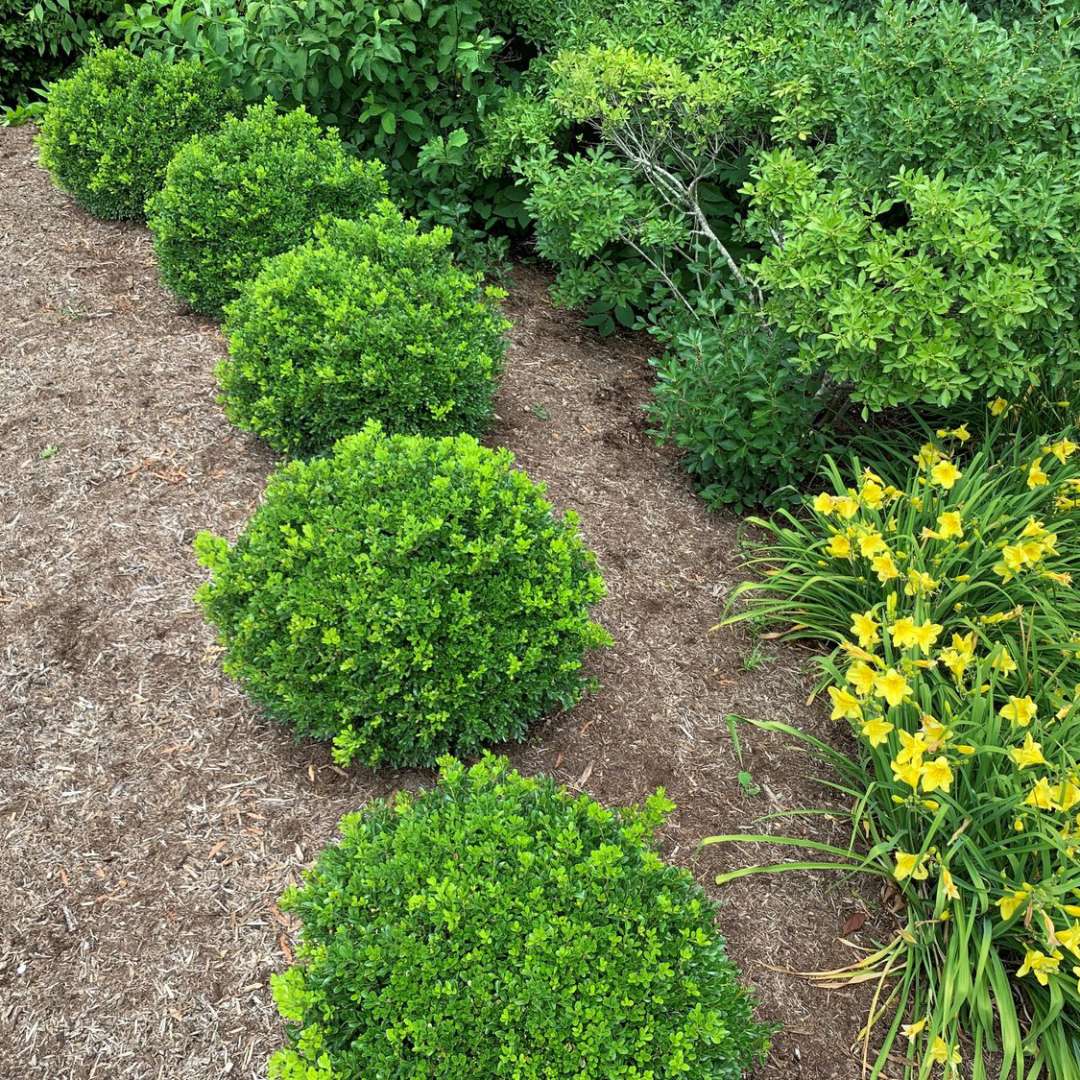 Boxwood - NEWGEN INDEPENDENCE