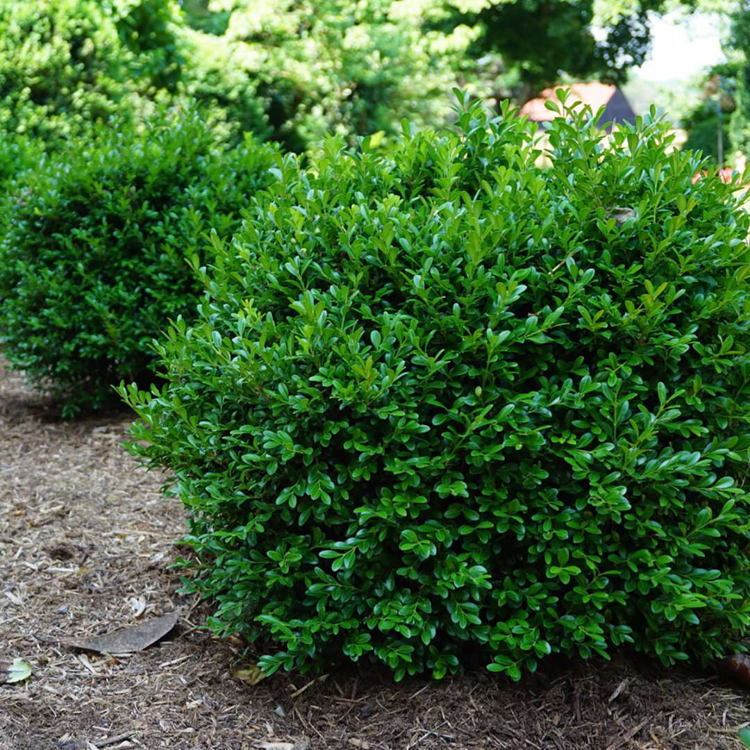 Boxwood - NEWGEN INDEPENDENCE