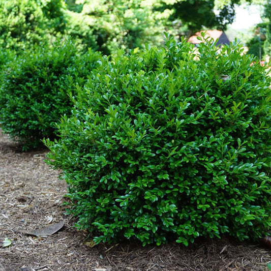 Boxwood - NEWGEN INDEPENDENCE