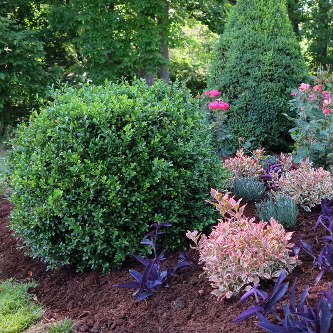 Boxwood - NEWGEN INDEPENDENCE