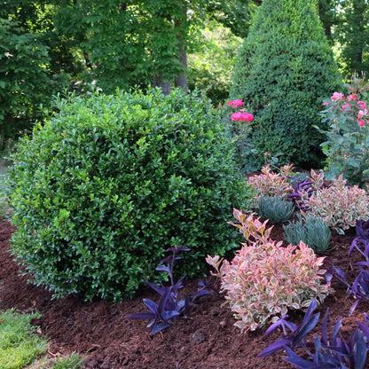 Boxwood - NEWGEN INDEPENDENCE