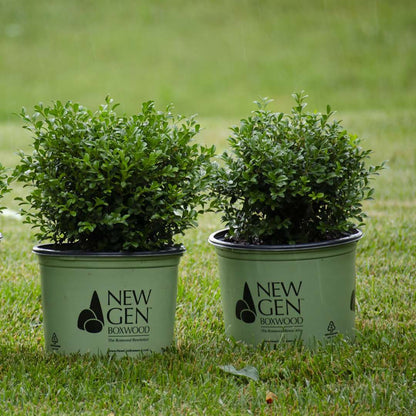 Boxwood - NEWGEN INDEPENDENCE