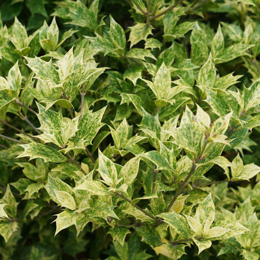 False Holly - ‘Goshiki’