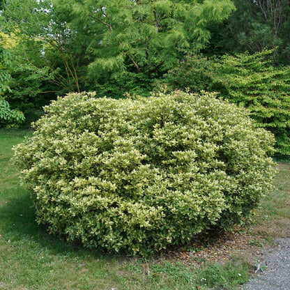 False Holly - ‘Goshiki’