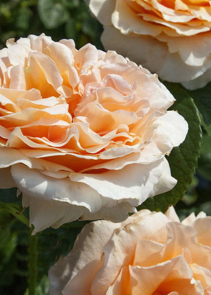 Rose - Meilland- Climbing - Polka