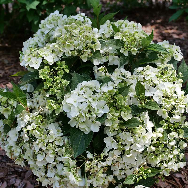 Cascade Hydrangea - FAIRYTRAIL White