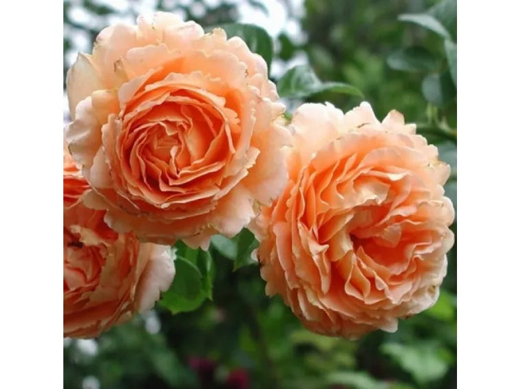 Rose - Meilland- Climbing - Polka