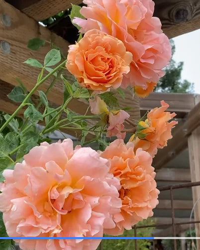 Rose - Meilland- Climbing - Polka