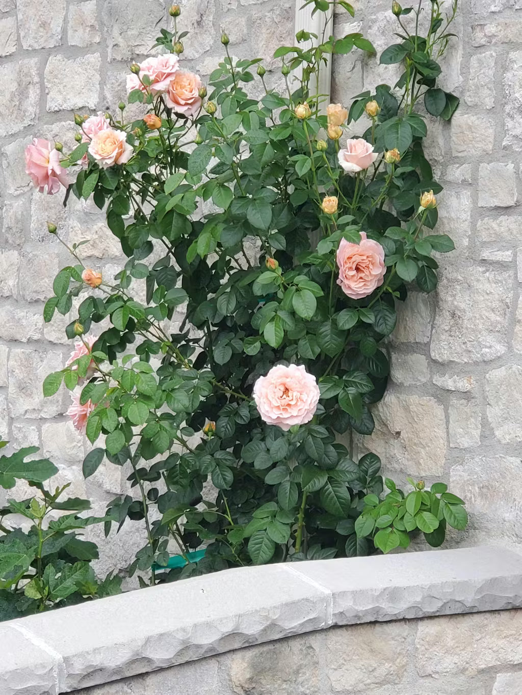 Rose - Meilland- Climbing - Polka
