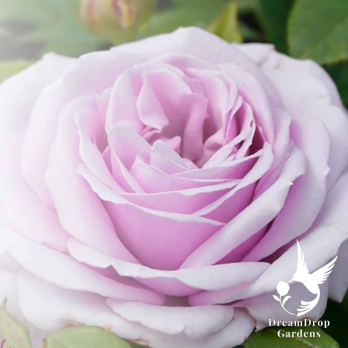 Rose - Pacific Blue — DreamDrop Gardens photo 1