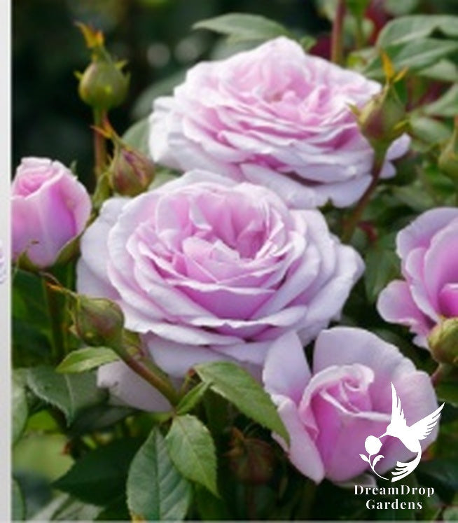 Rose - Pacific Blue — DreamDrop Gardens photo 2