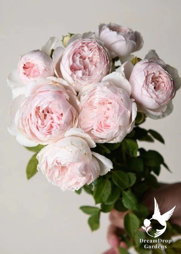 Rose - Parfuma Earth Angel