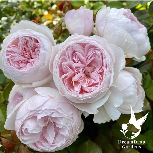 Rose - Parfuma Earth Angel