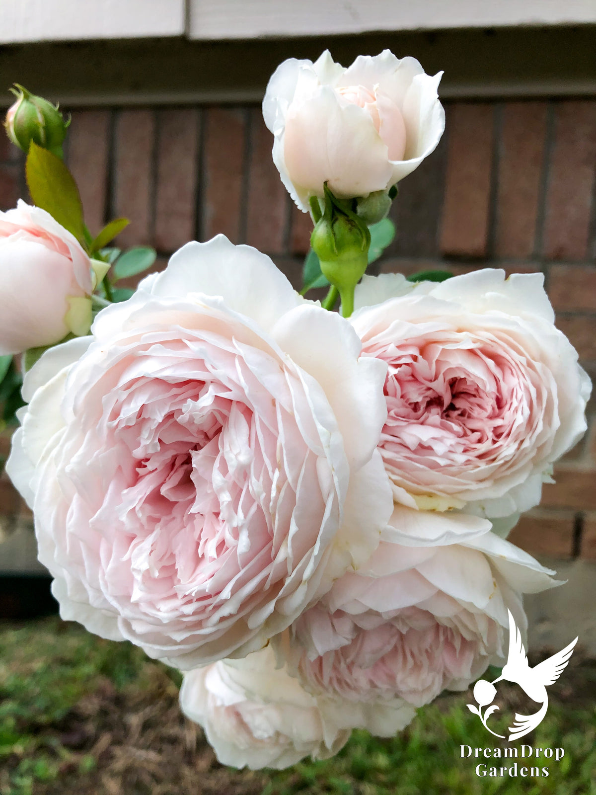 Rose - Parfuma Earth Angel