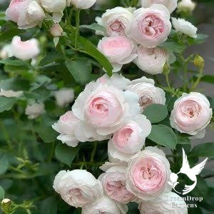 Rose - Parfuma Earth Angel