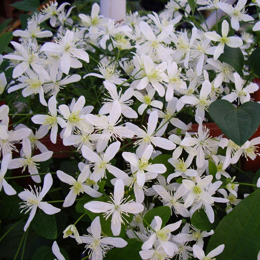 Clematis - paniculata (ternifjlora) Sweet Autumn