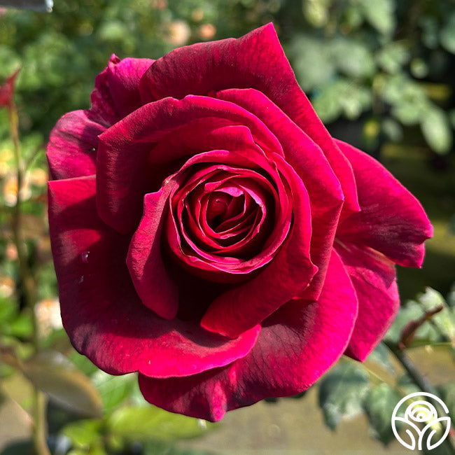 Rose - Papa Meilland
