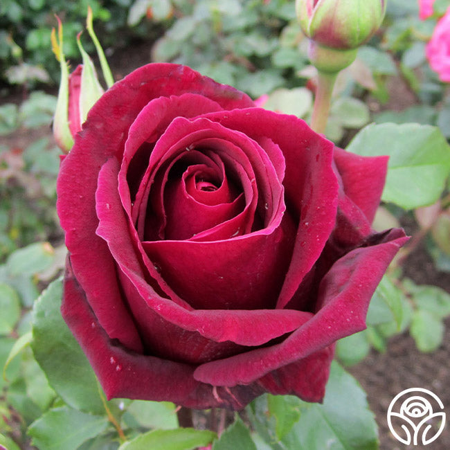 Rose - Papa Meilland