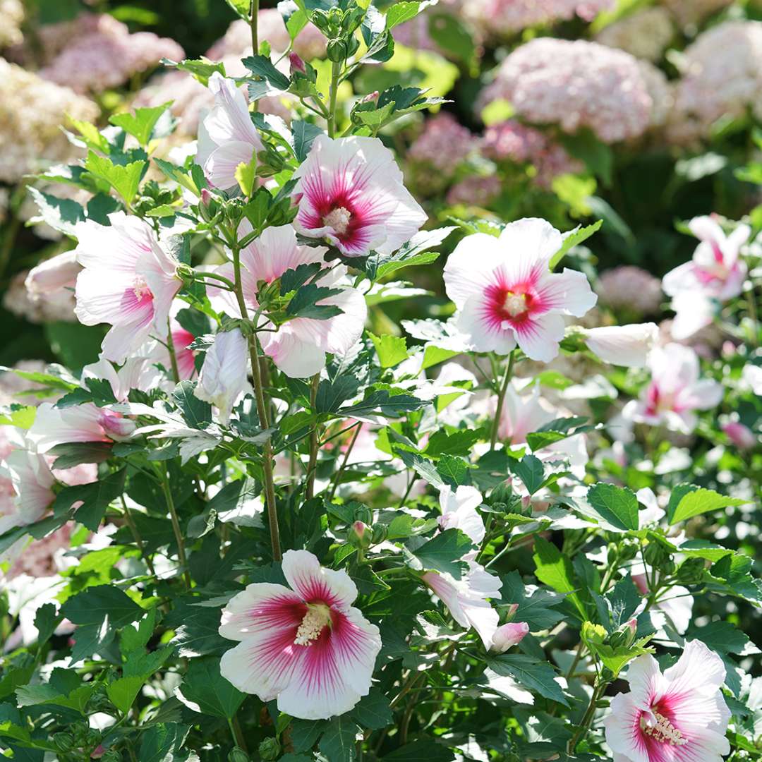 Rose of Sharon - PARAPLU PINK INK