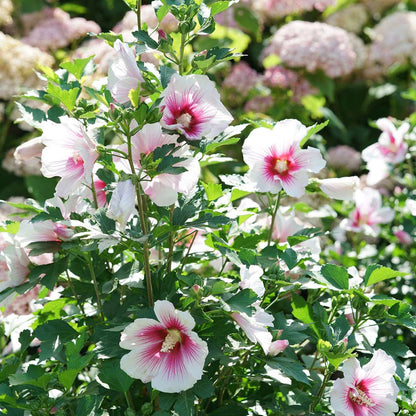 Rose of Sharon - PARAPLU PINK INK