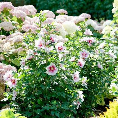 Rose of Sharon - PARAPLU PINK INK