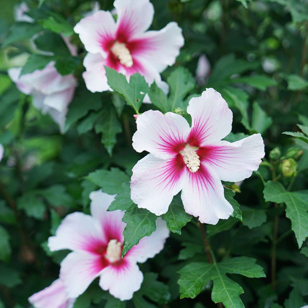 Rose of Sharon - PARAPLU PINK INK