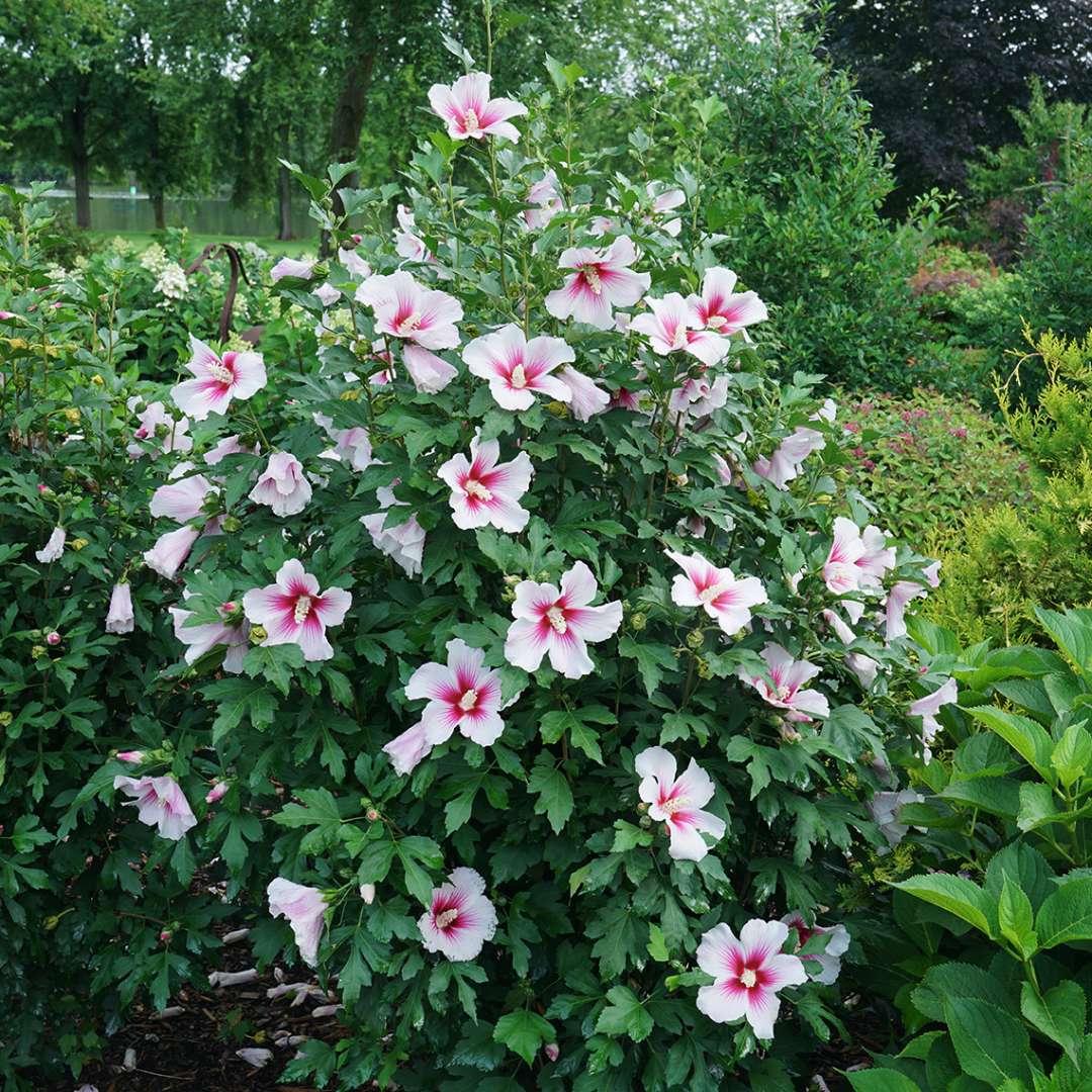 Rose of Sharon - PARAPLU PINK INK